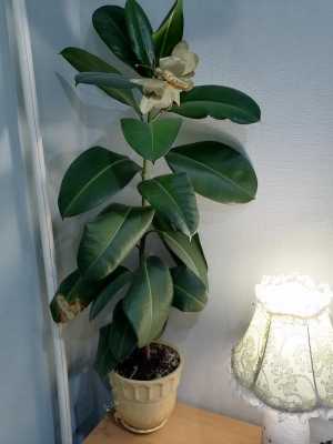 Продам фикус
