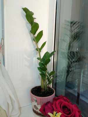 Домашние растение