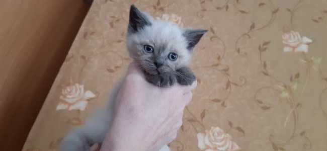 Шотландские котята