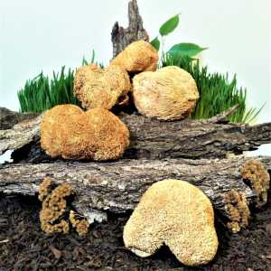 Ежовик гребенчатый