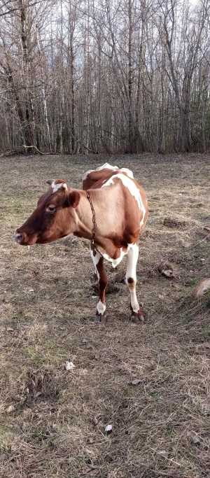 Корова