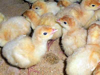 Бройлер индюшата, утята, гусята.