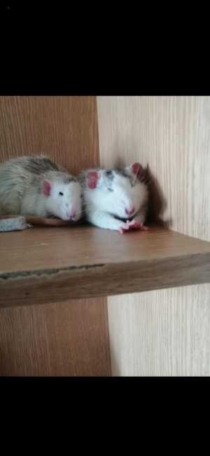 Здоровые и спокойные