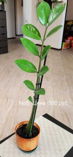 Комнатный цветок