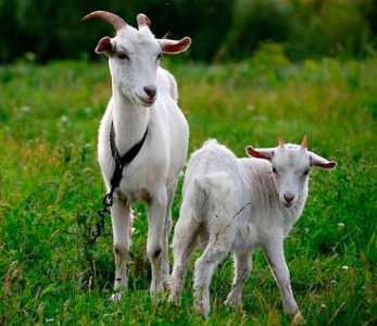 Продаются козлята