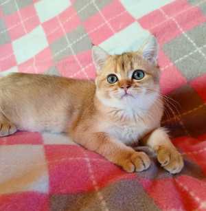 Золотой британский котик