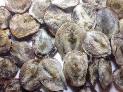 Куплю стрю кабарги. Желч.