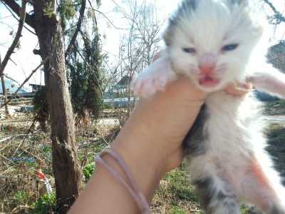 Маленькие котятя