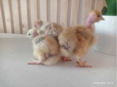 Цыплята Голошейки