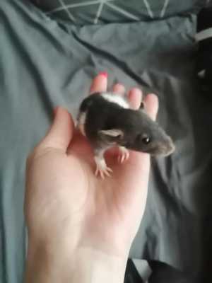 Крысята дамбо