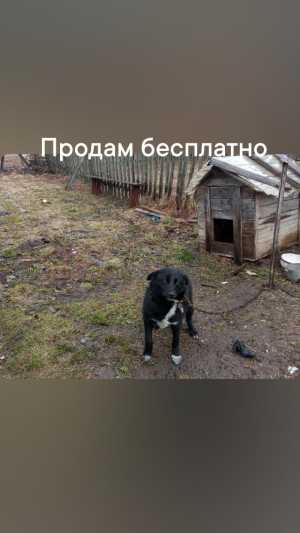 Продать собаку