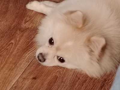 Передержка собак