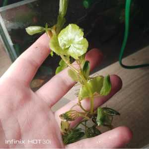 Растение ?Криптокалина