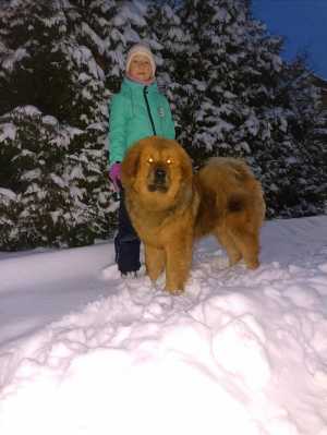 Щенки тибетского мастифа