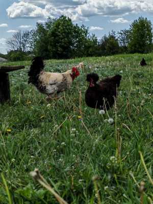 яйца куриные