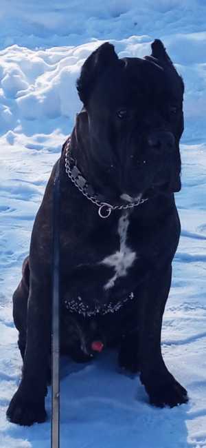 Кане корсо кабель ВЯЗКА