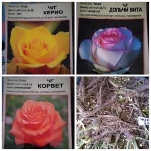 Саженцы Роз