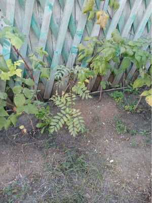 рассада канн