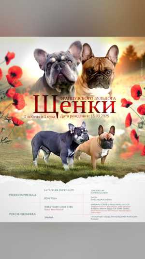 Французский бульдог