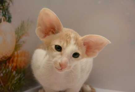 Ориентальные котята