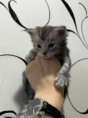 котята породы мейн-кун