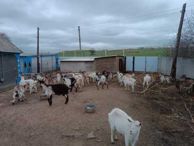 Козы более 50