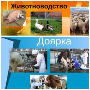 Требуются (доярки/дояры)
