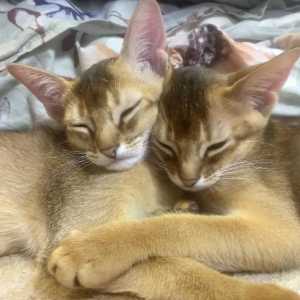 Абиссинские ,чистокровные котята.Мальчики.4 месяца.Доставка в любой город.