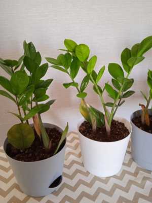 комнатные растения