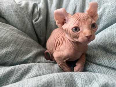 Канадский сфинкс котенок