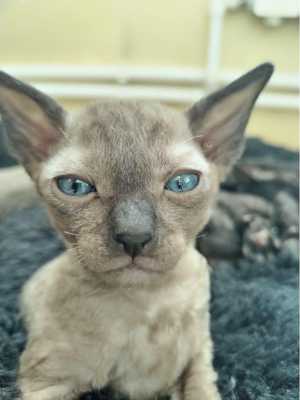 Корниш Рекс котята