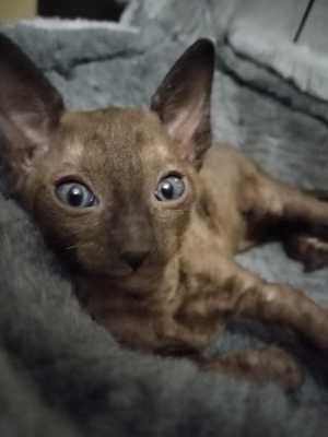 Корниш Рекс котята