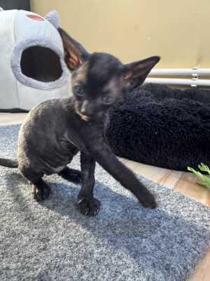 Корниш Рекс котята