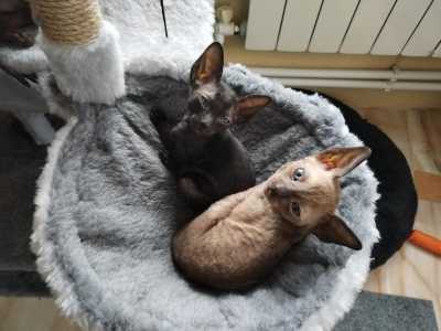Корниш Рекс котята