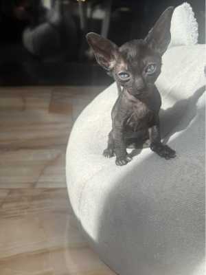 Корниш Рекс котята