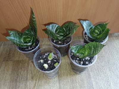 Сансевиерия Ханни