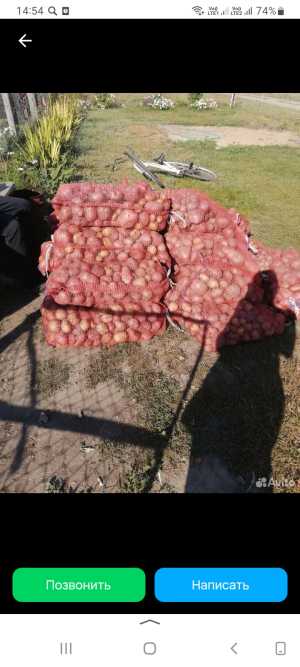 Продам картофель