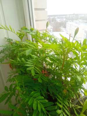 Рассада перца и бархотки