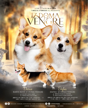 Щенки корги пемброк