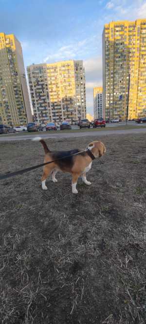 Бигль.