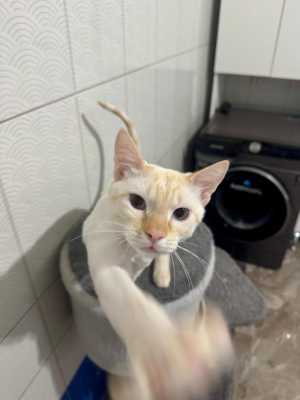 Коты бесплатно