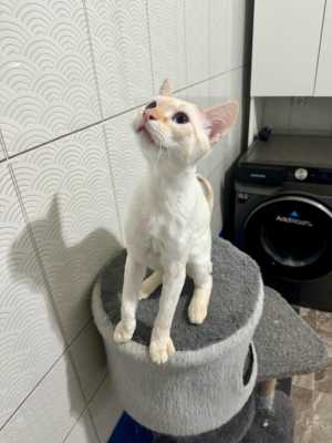 Коты бесплатно
