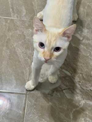 Коты бесплатно