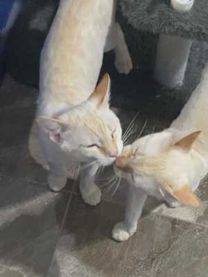 Коты бесплатно