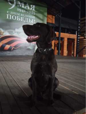 Дратхаар