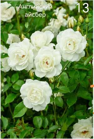 Розы чайно гибридная