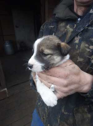 Отдам щенков