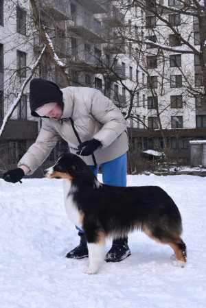 Щенок австралийской овчарки