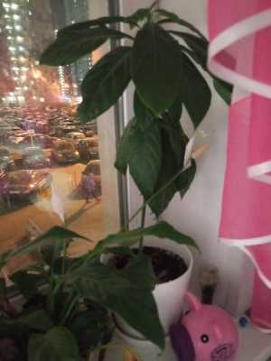 Авокадо из Египта