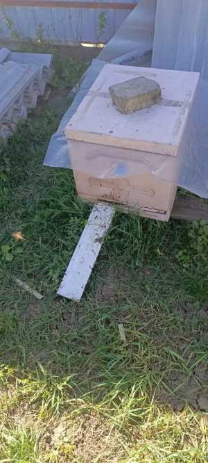Продам пасеку.